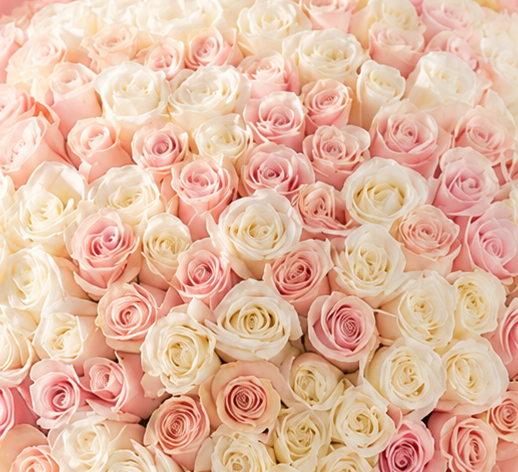 Person holding a large bouquet of pink and white roses against a light background